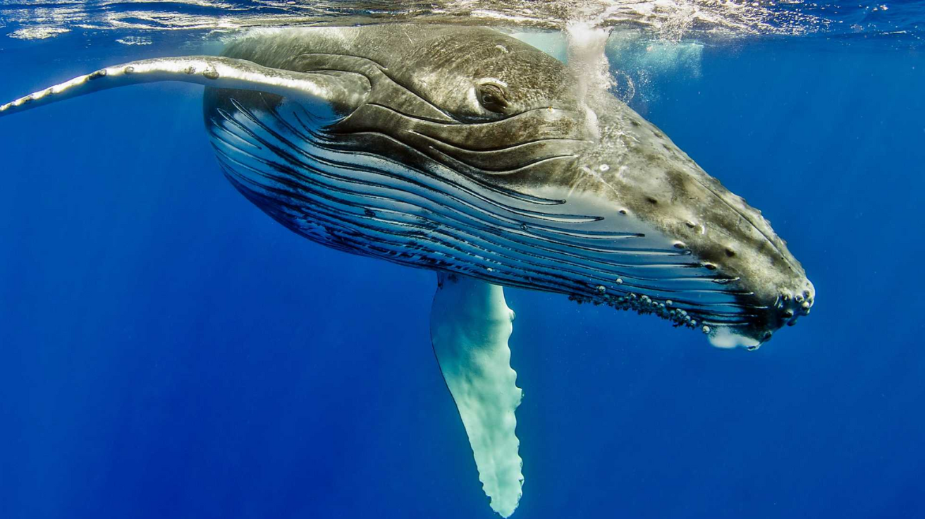 Humpback_Whale