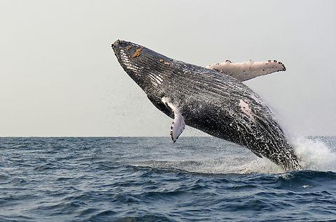 Humpback_Whale_Megaptera_novaeangliae