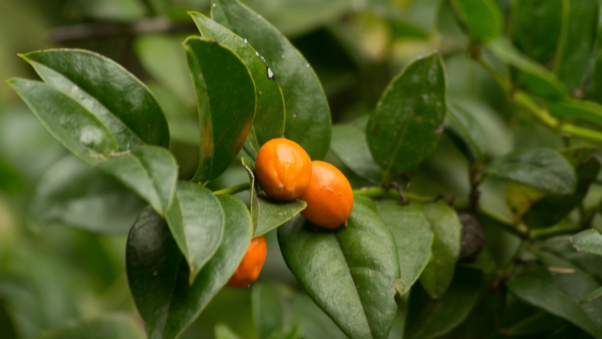 Icacina_Fruit