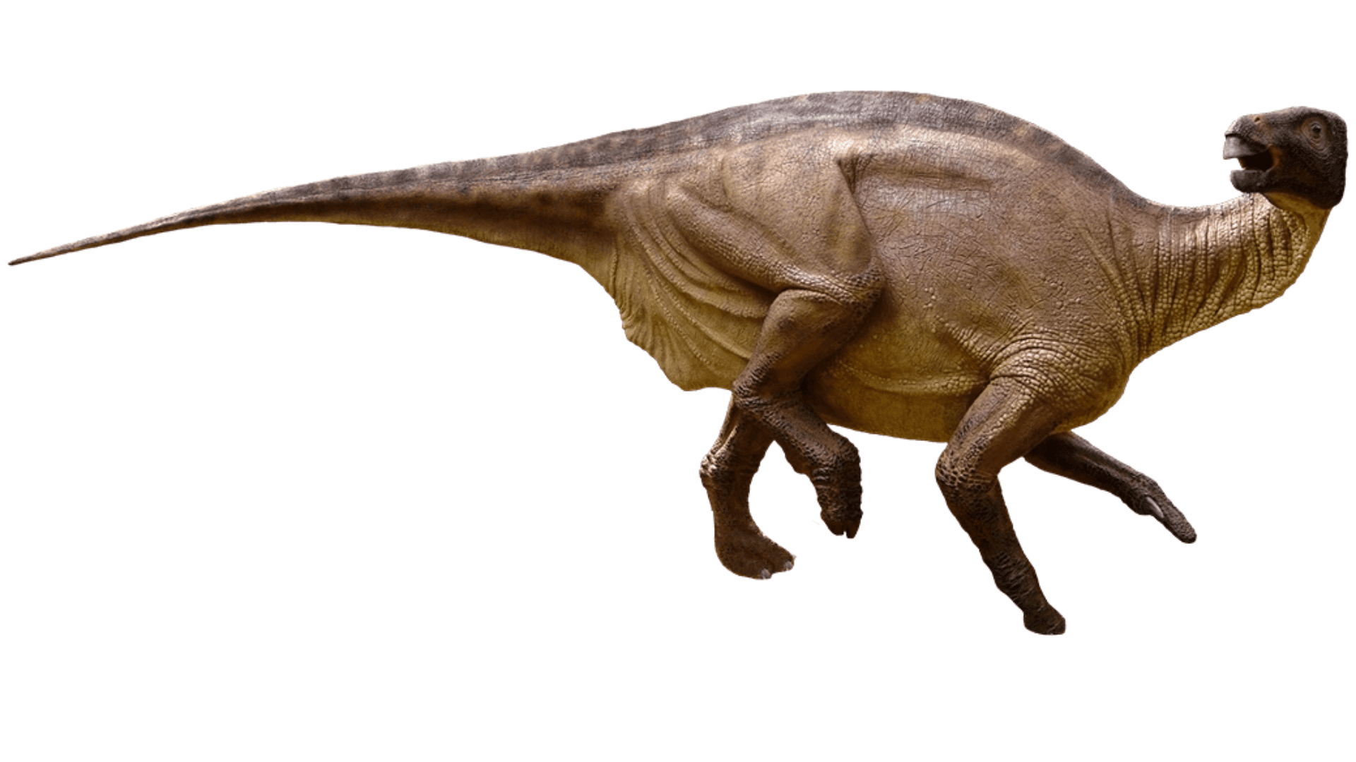 Iguanodon_Bernissartensis