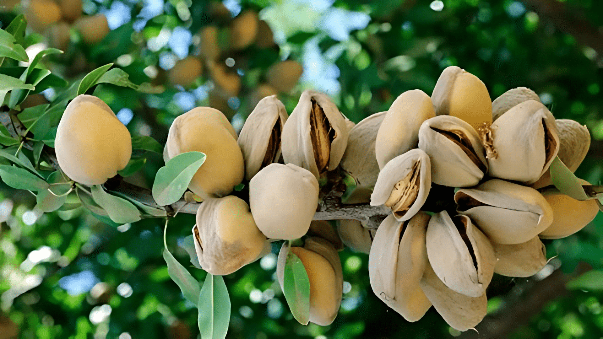 Indian_Almond