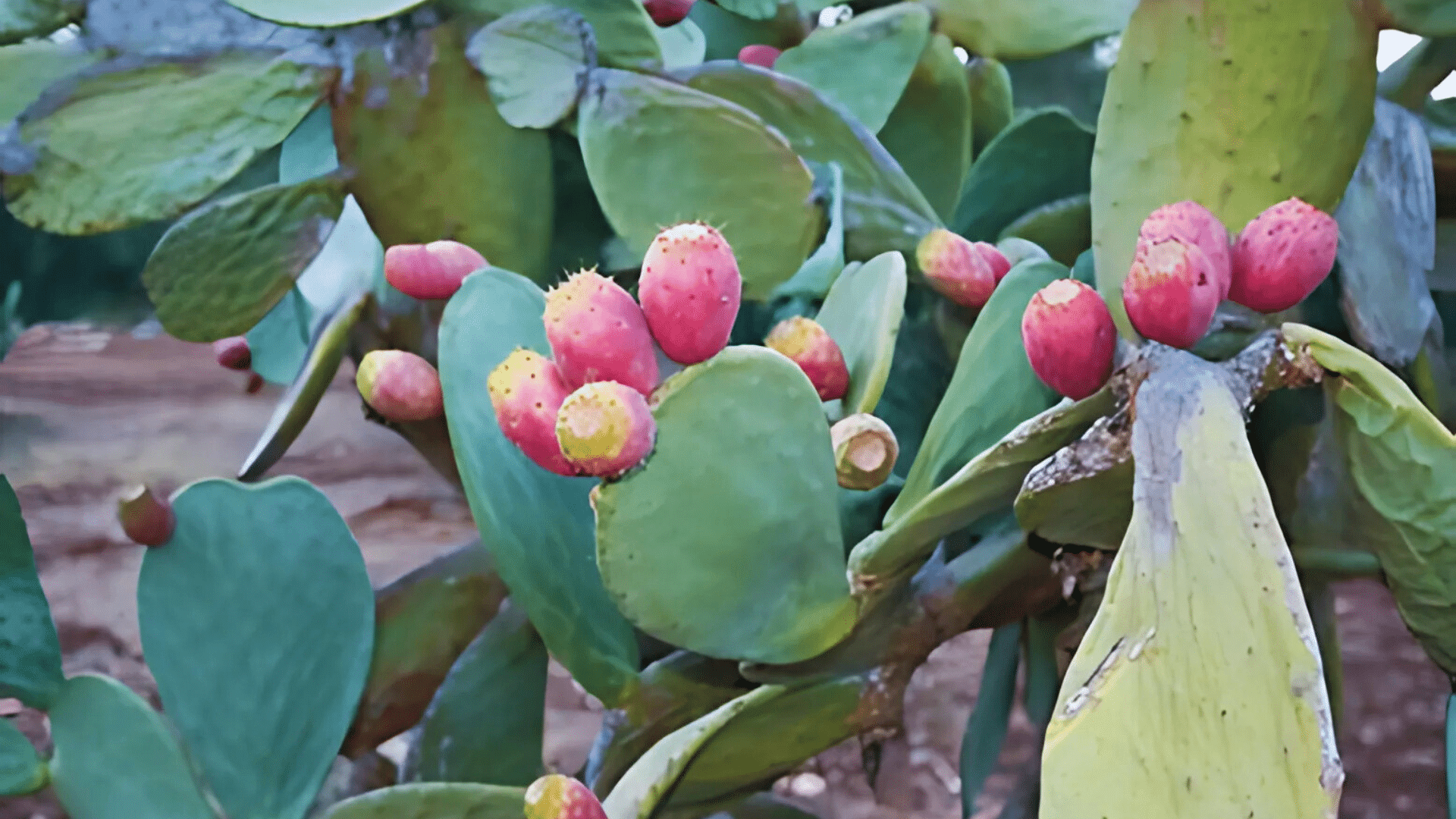 Indian_Fig_Prickly_Pear