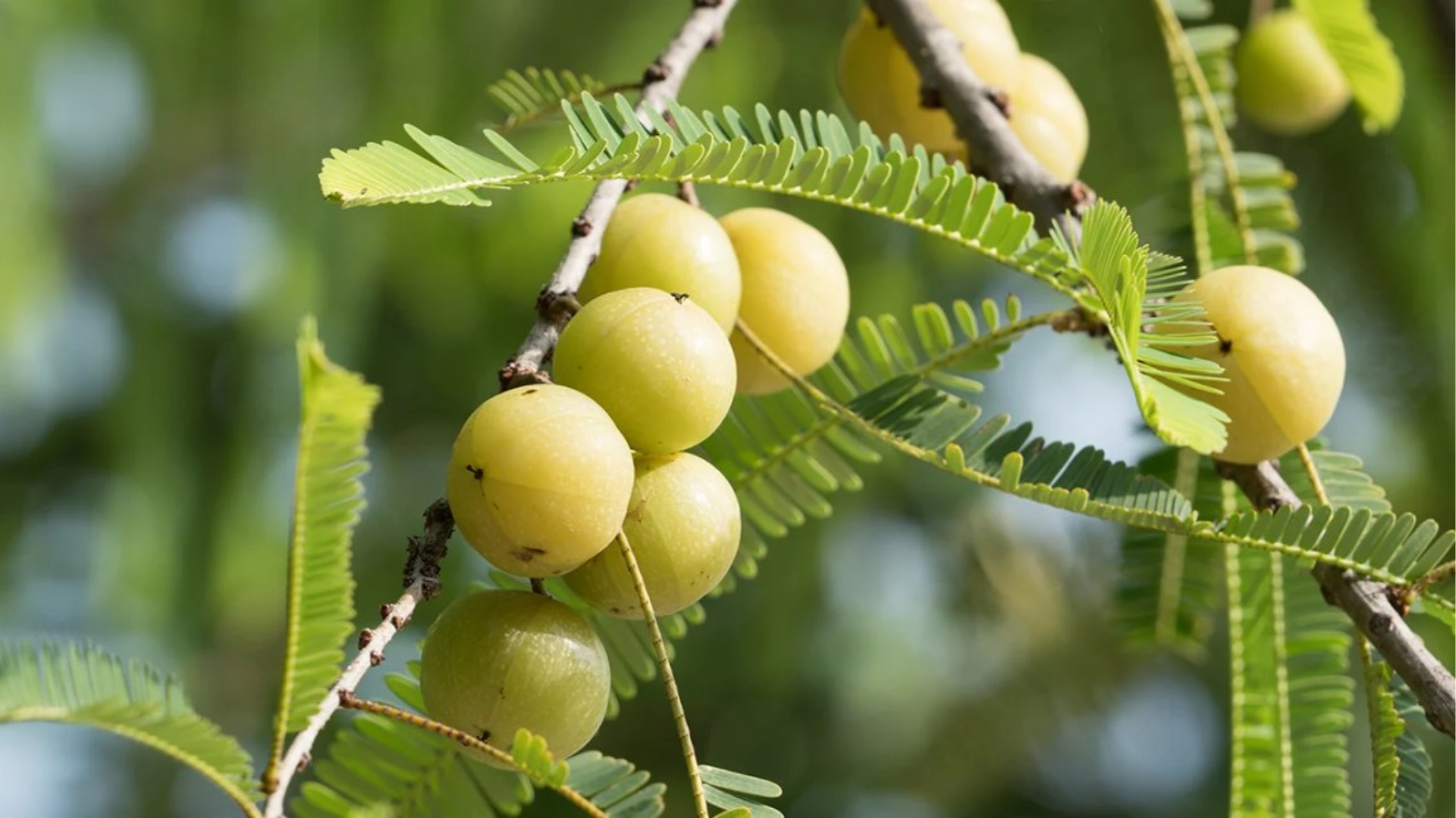 Indian_Gooseberry_Amla