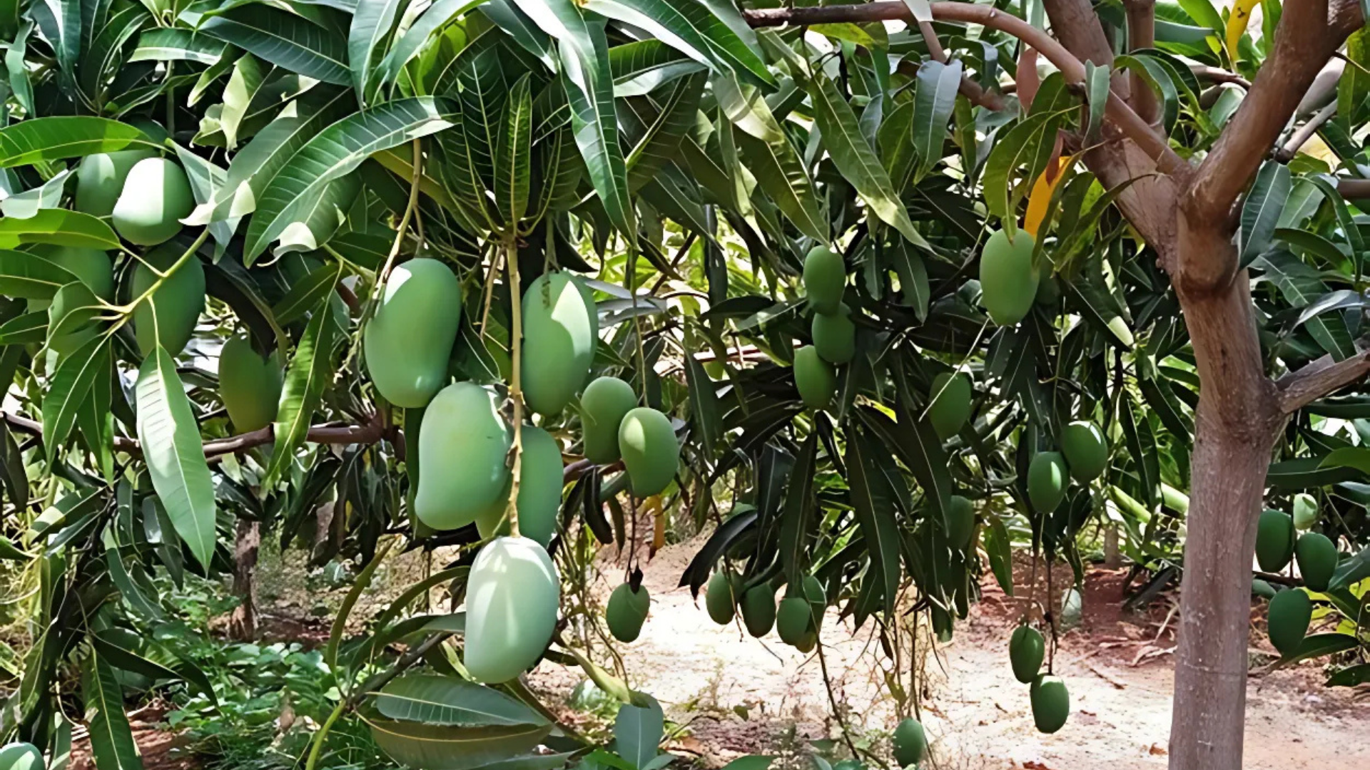 Indian_Mango