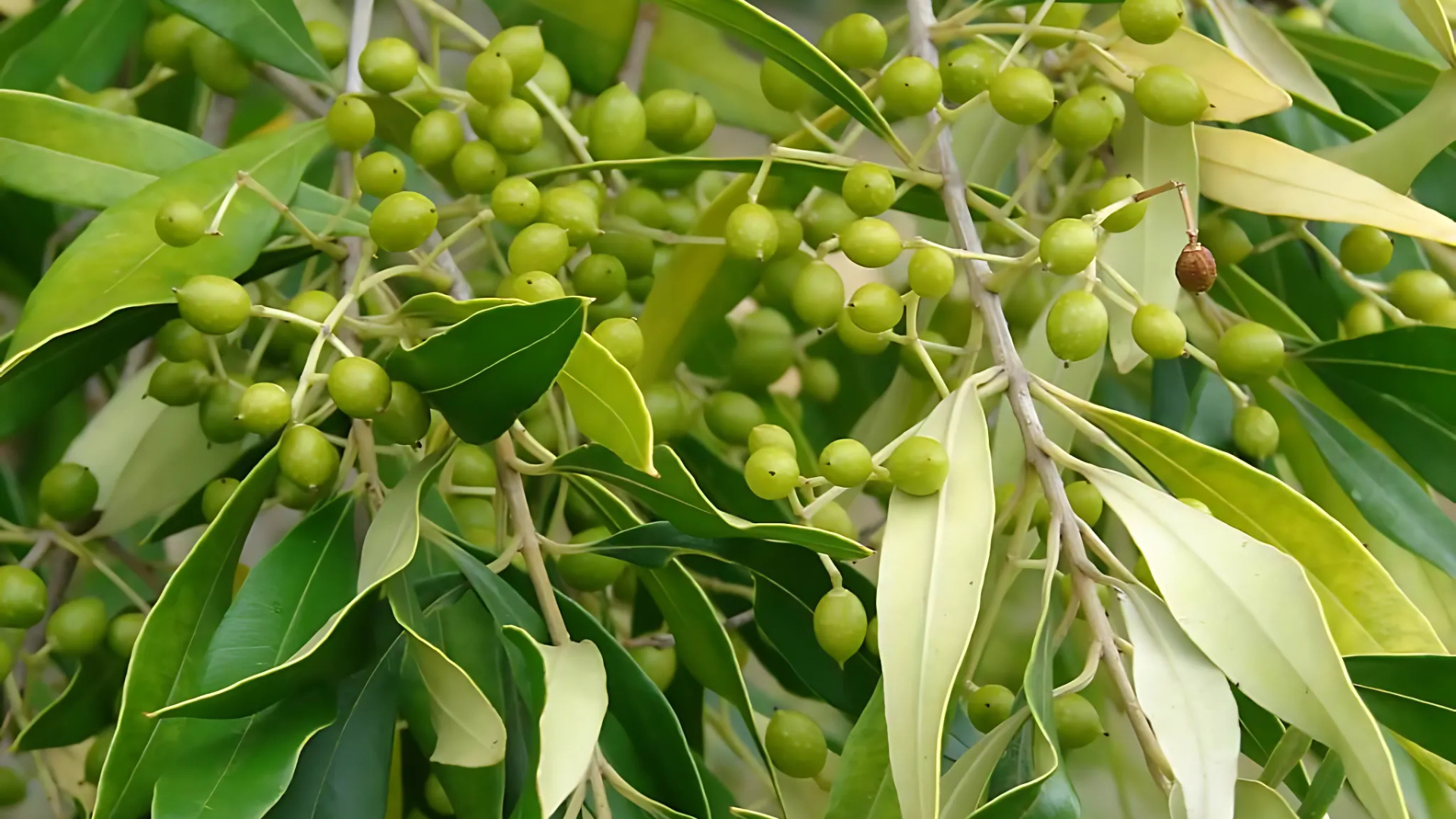 Indian_Olive