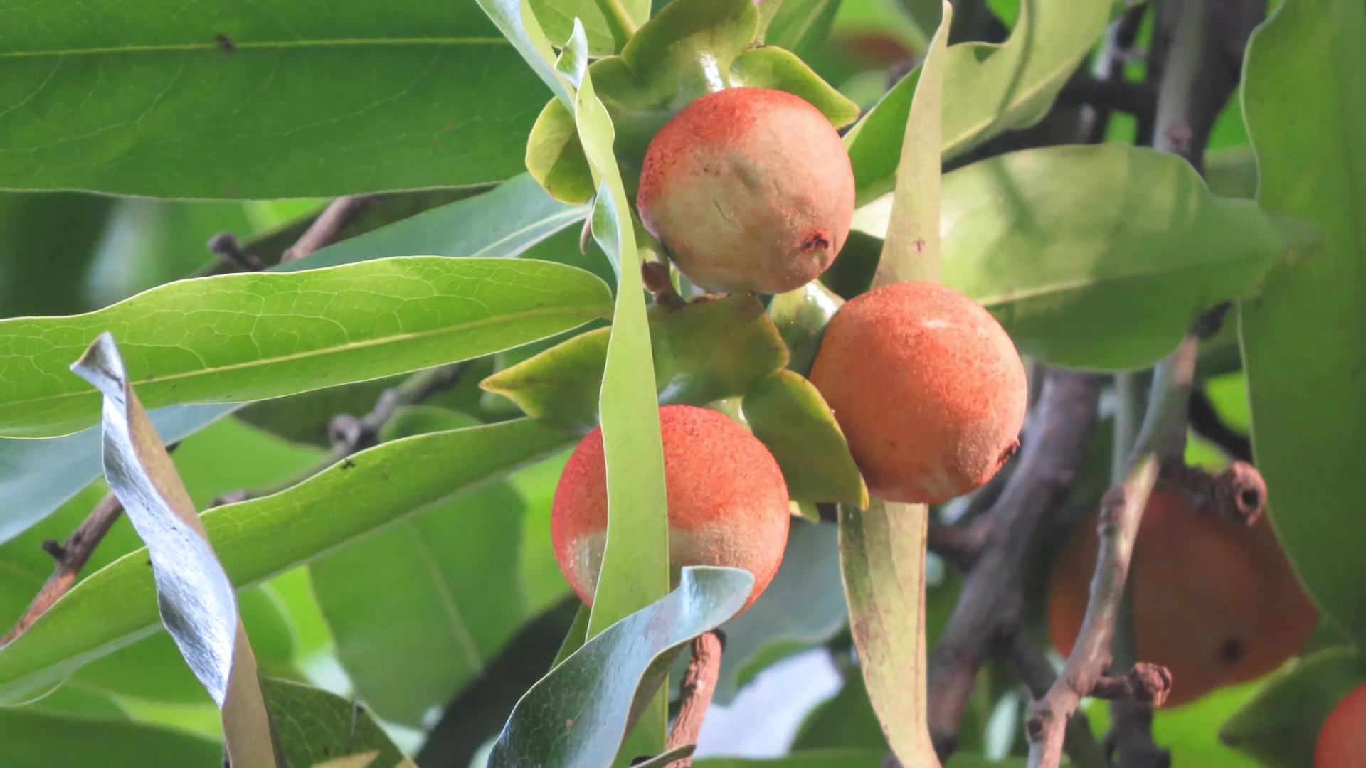 Indian_Persimmon