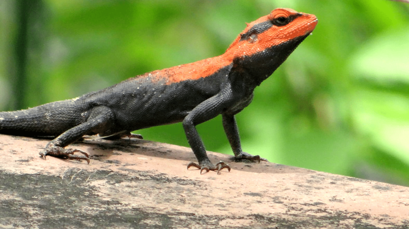 Indian_Rock_Agama