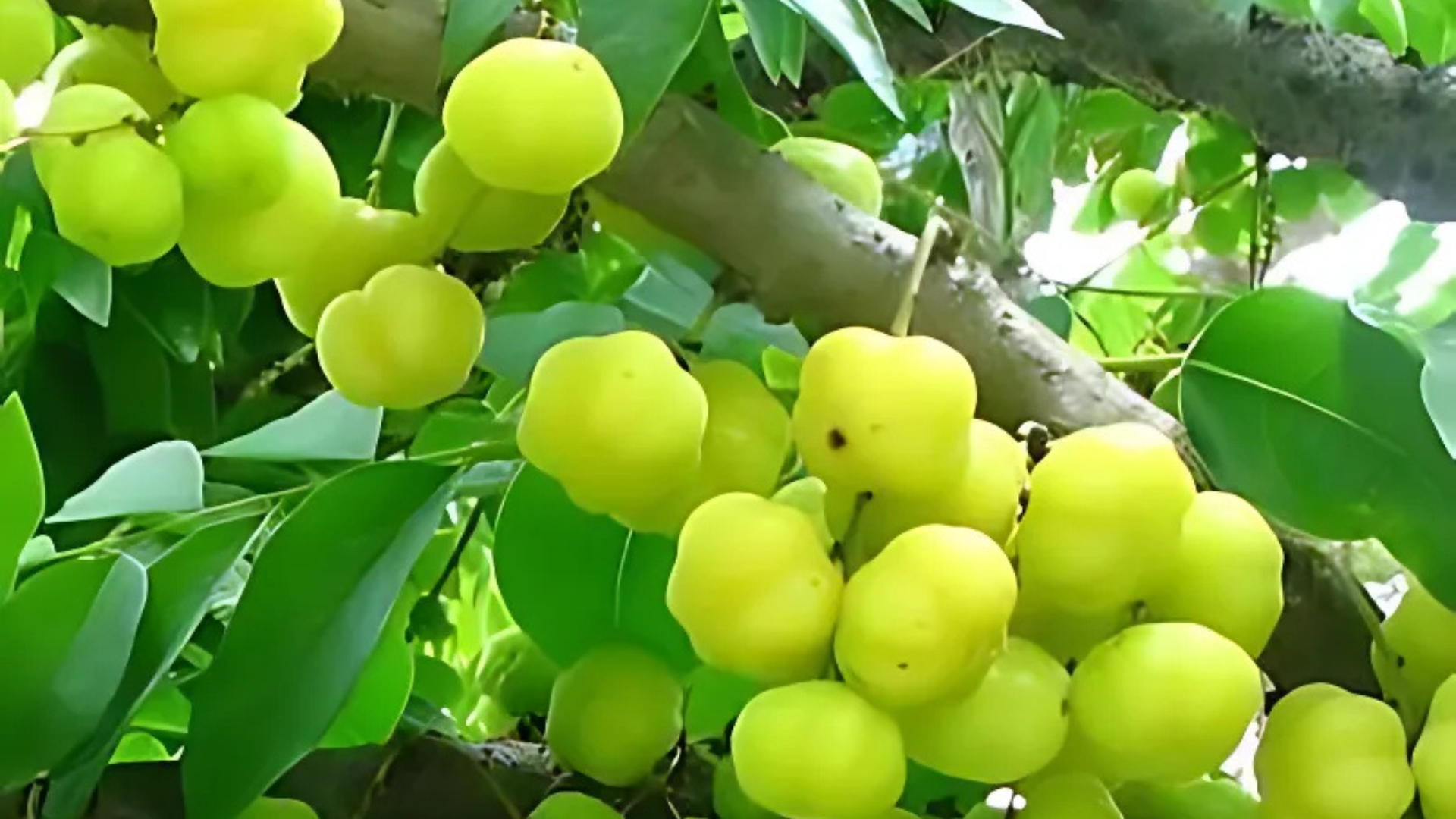 Indian_Star_Gooseberry