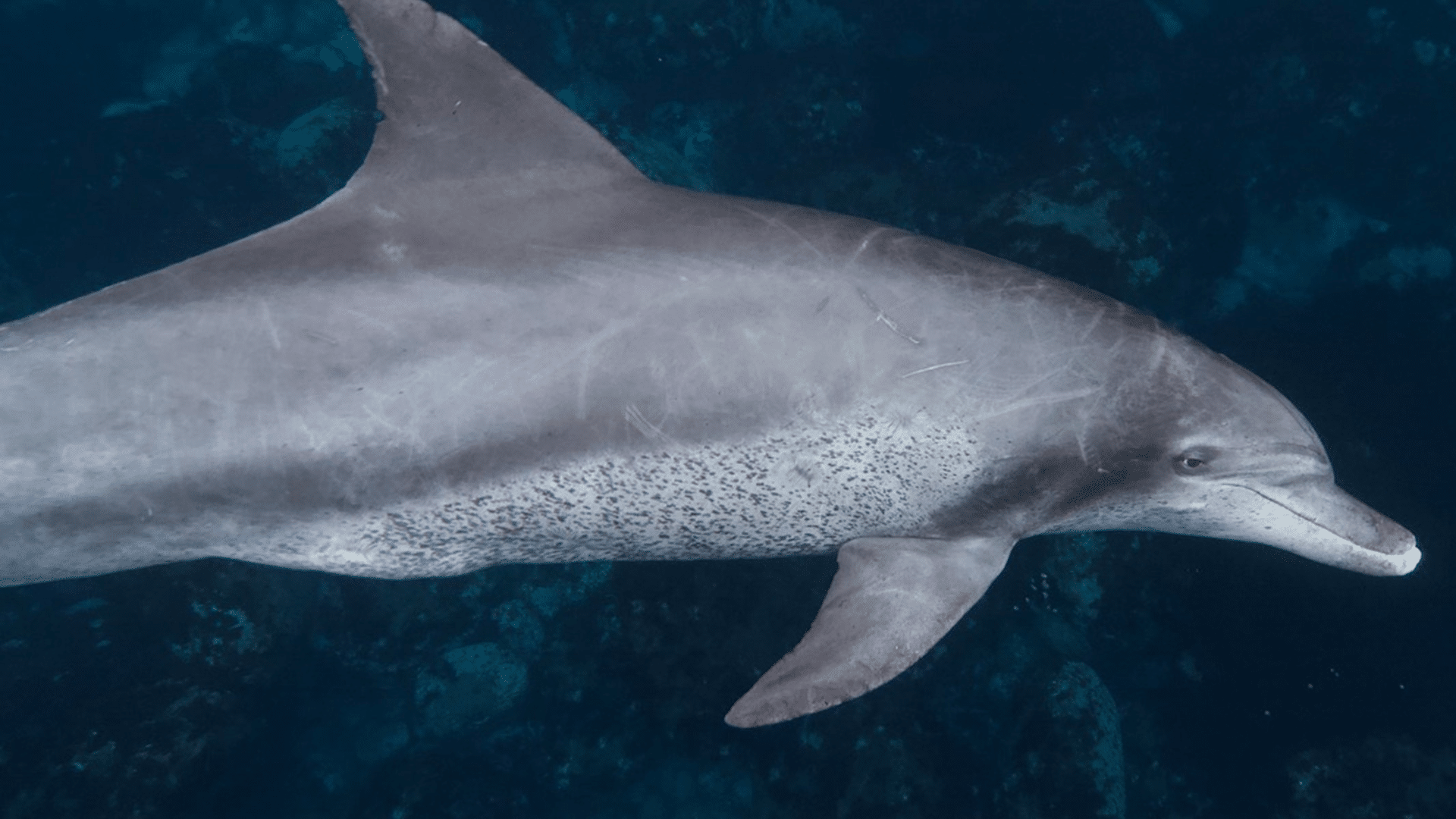 Indo-Pacific_Bottlenose_Dolphin