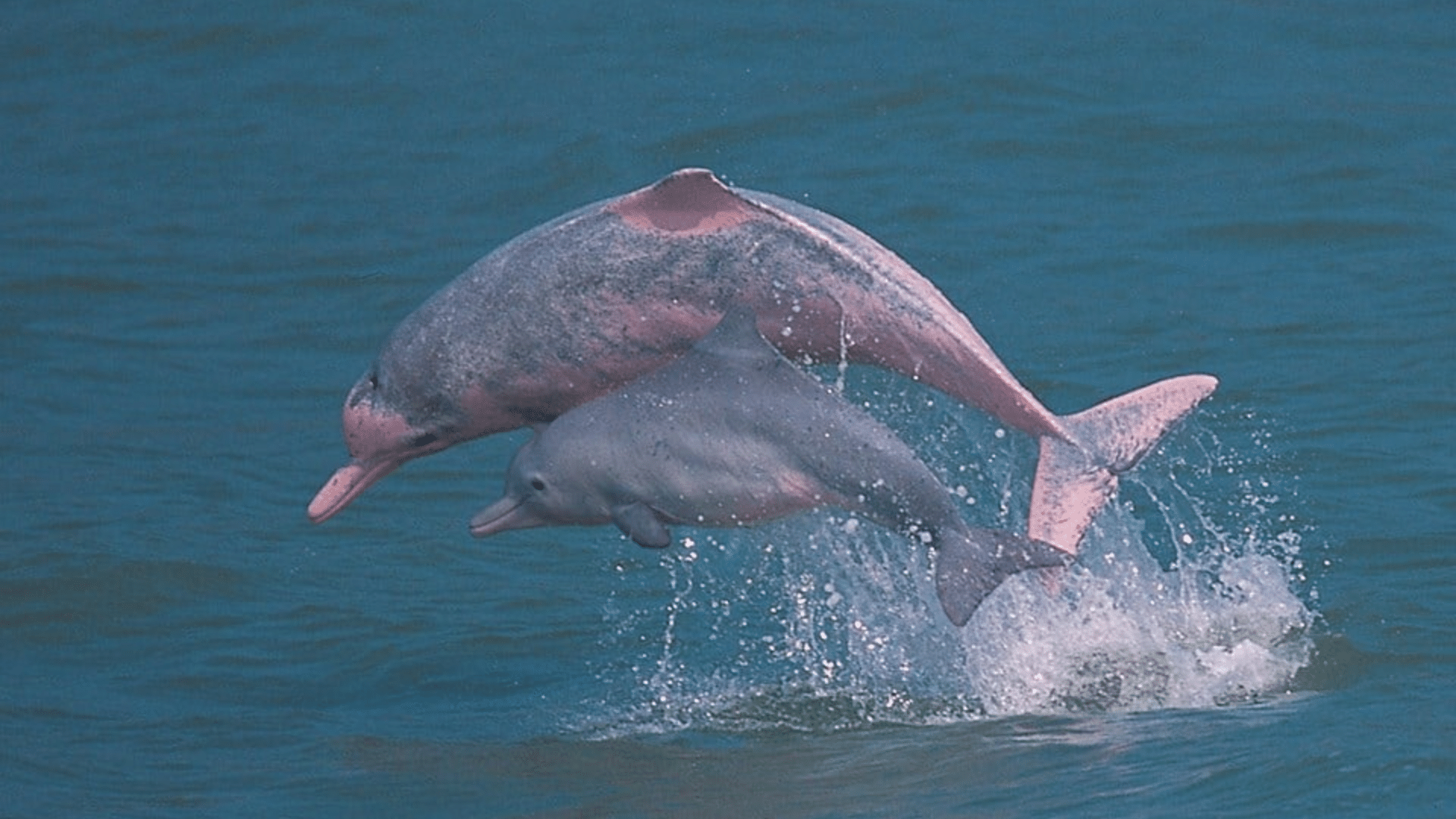 Indo-Pacific_Humpback_Dolphin