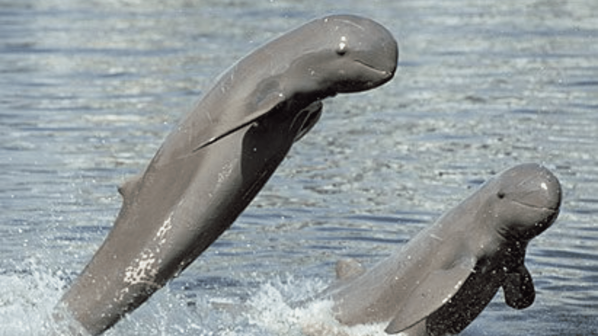 Indus_River_Dolphin