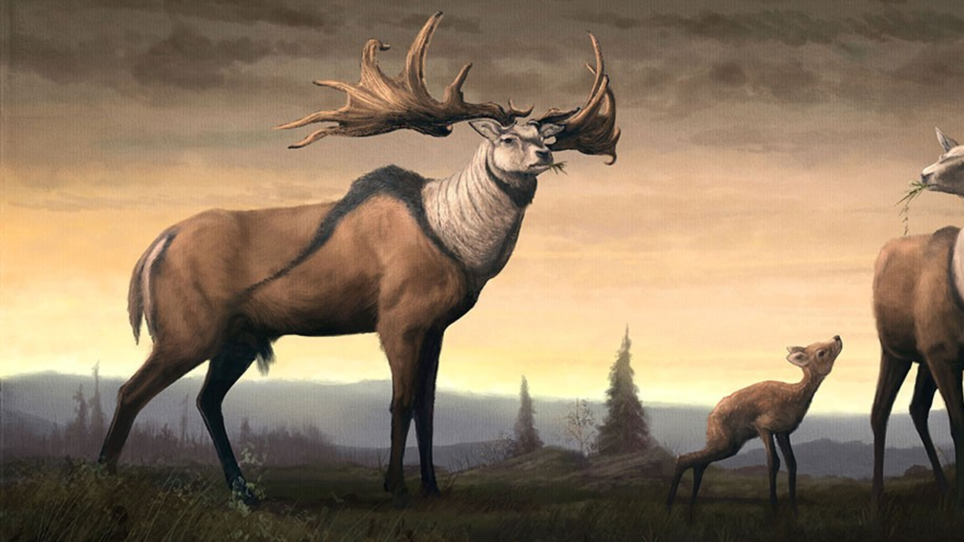 Irish_Elk