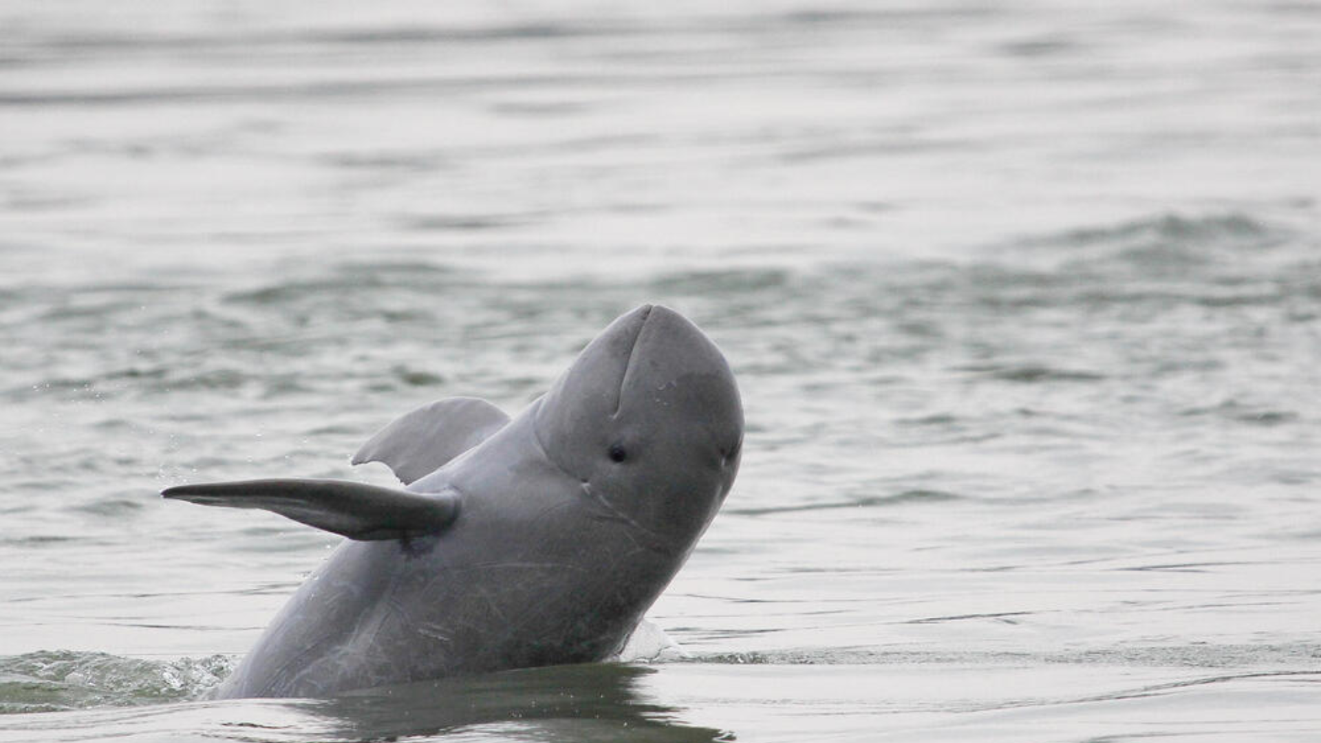 Irrawaddy_Dolphin