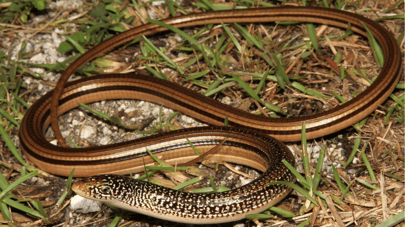 Island_Glass_Lizard