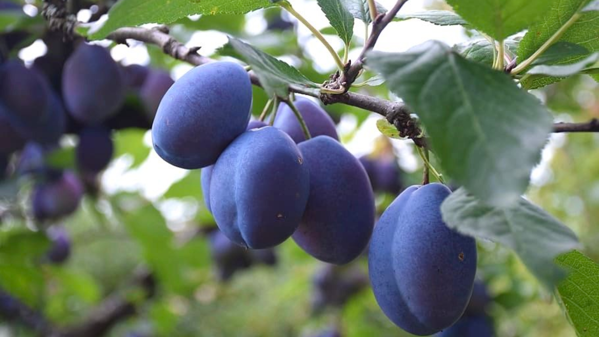 Italian_Plum