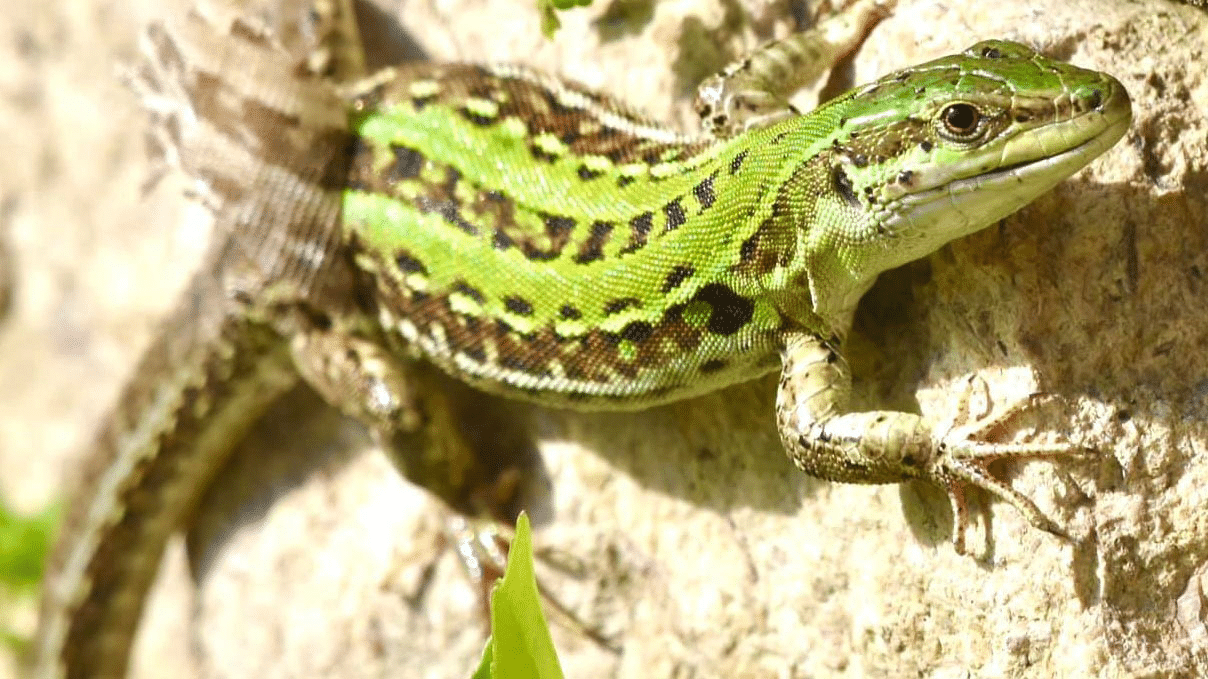 Italian_Wall_Lizard