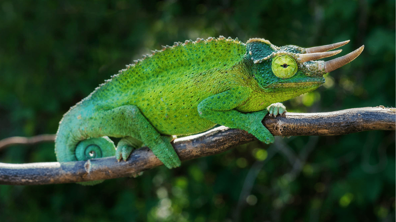 Jacksons_Chameleon