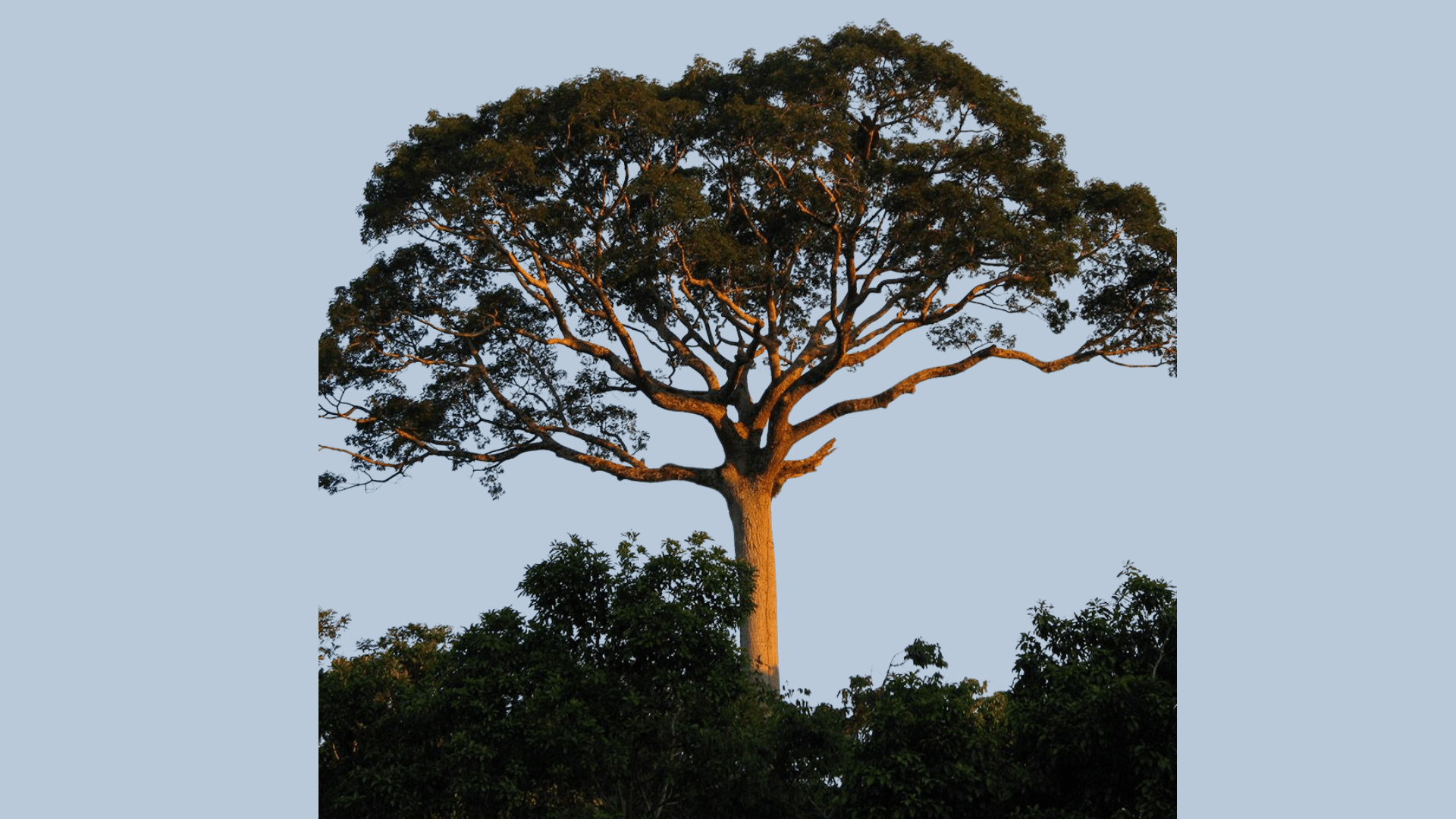 Kapok_Tree