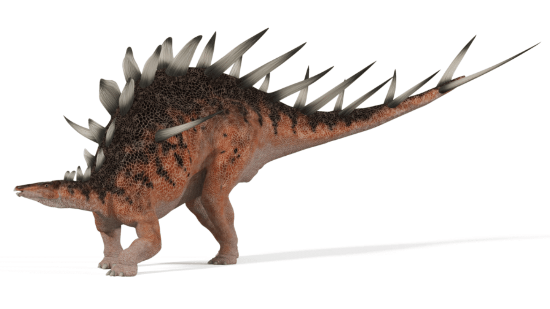 Kentrosaurus_Aethiopicus