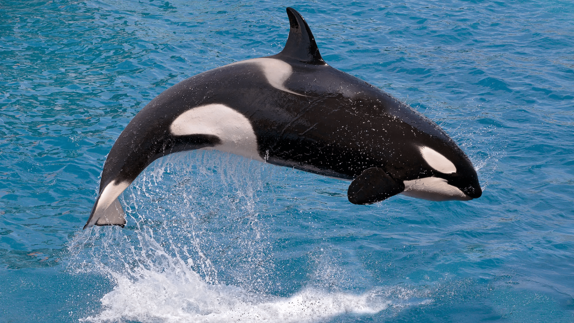 Killer_Whale_Orca