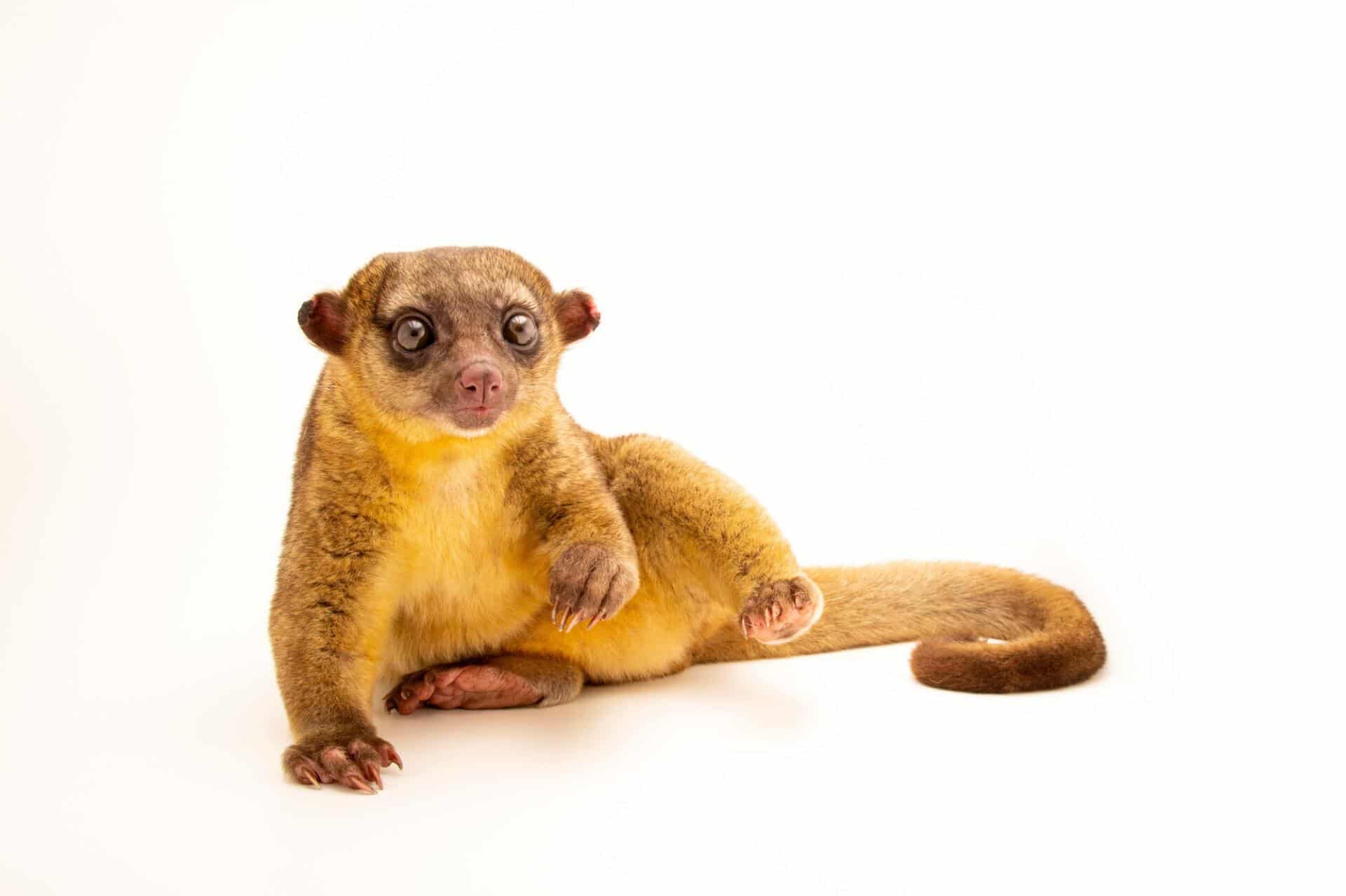 Kinkajou