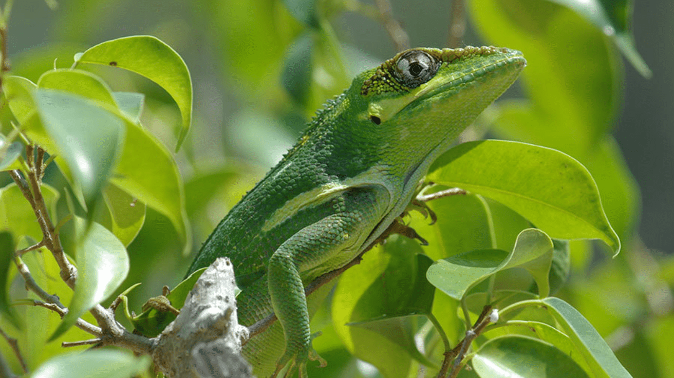 Knight_Anole