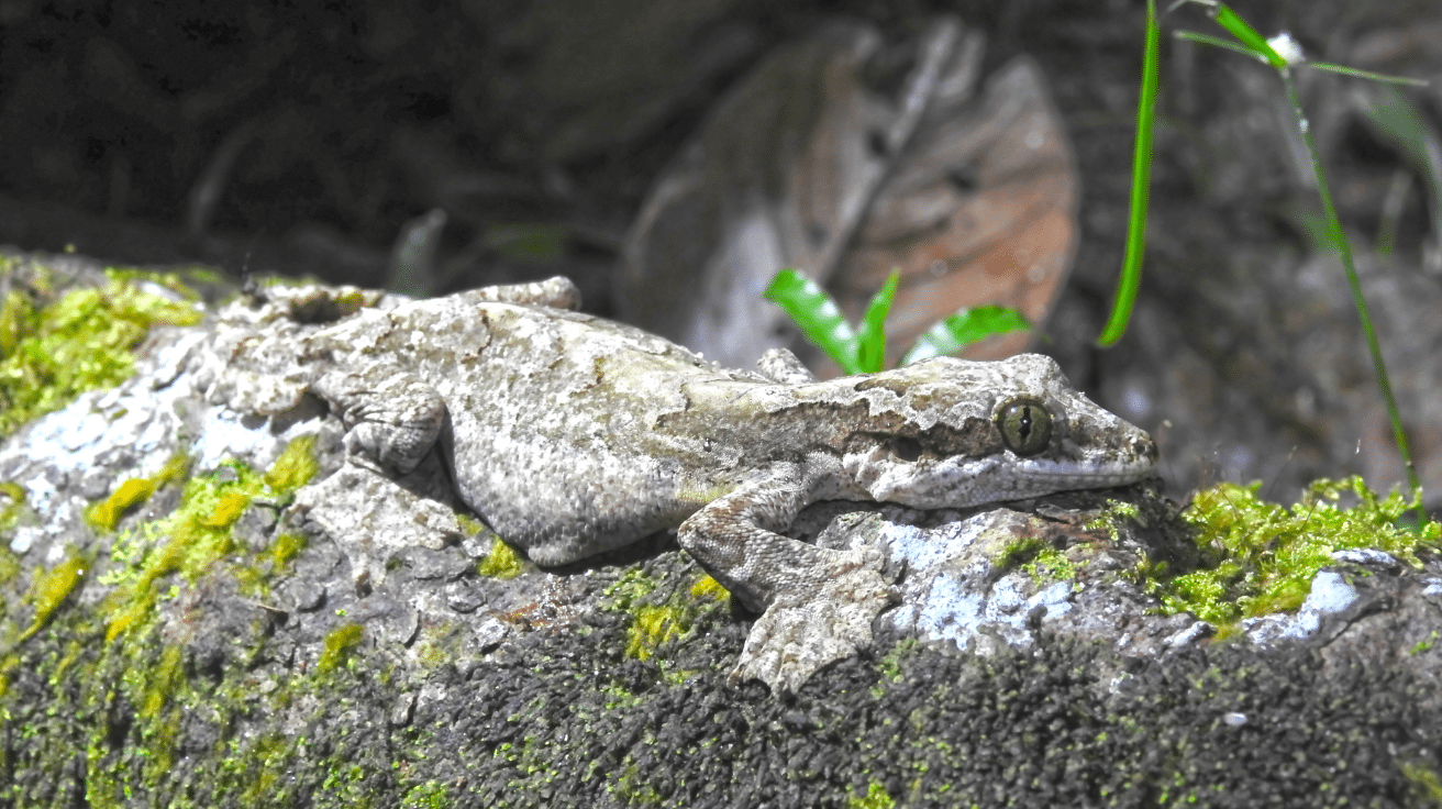 Kuhls_Flying_Gecko