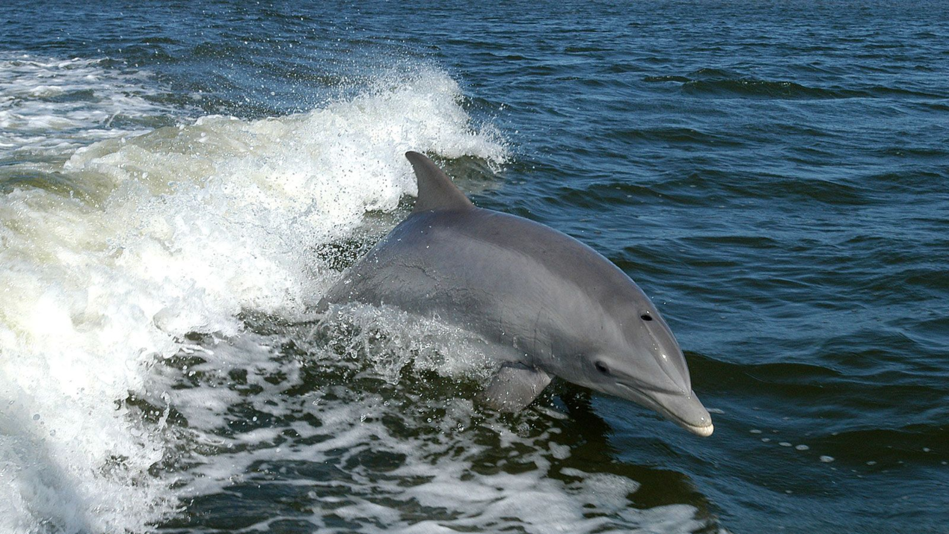 La_Plata_Dolphin