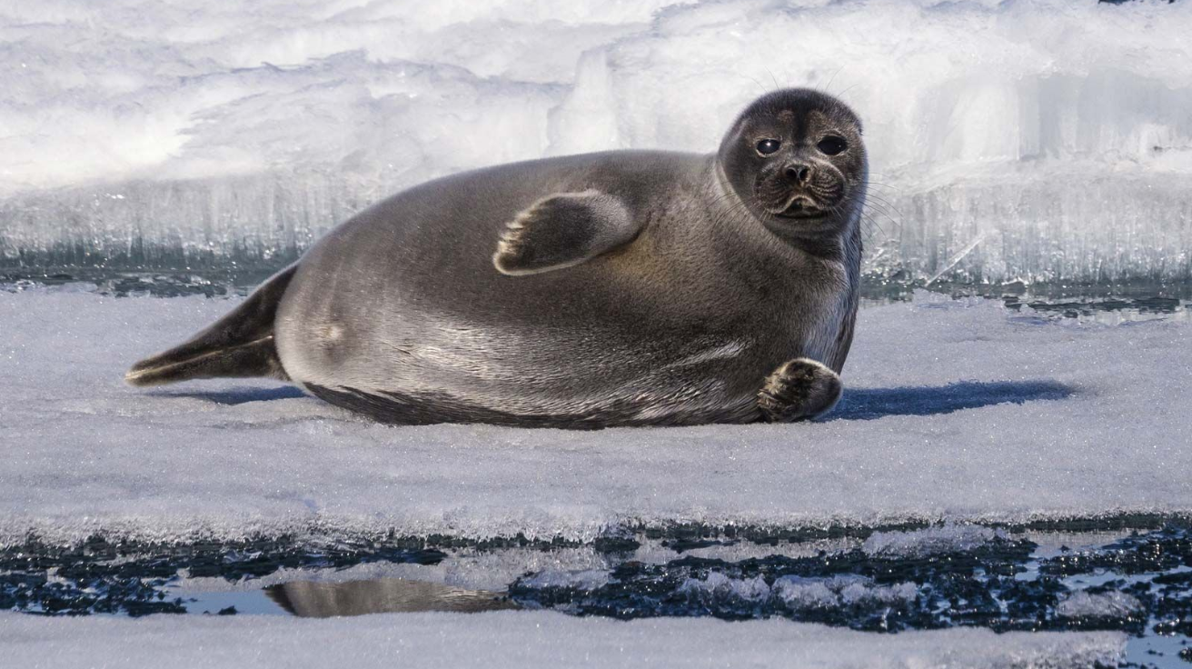 Lake_Baikal_Seal