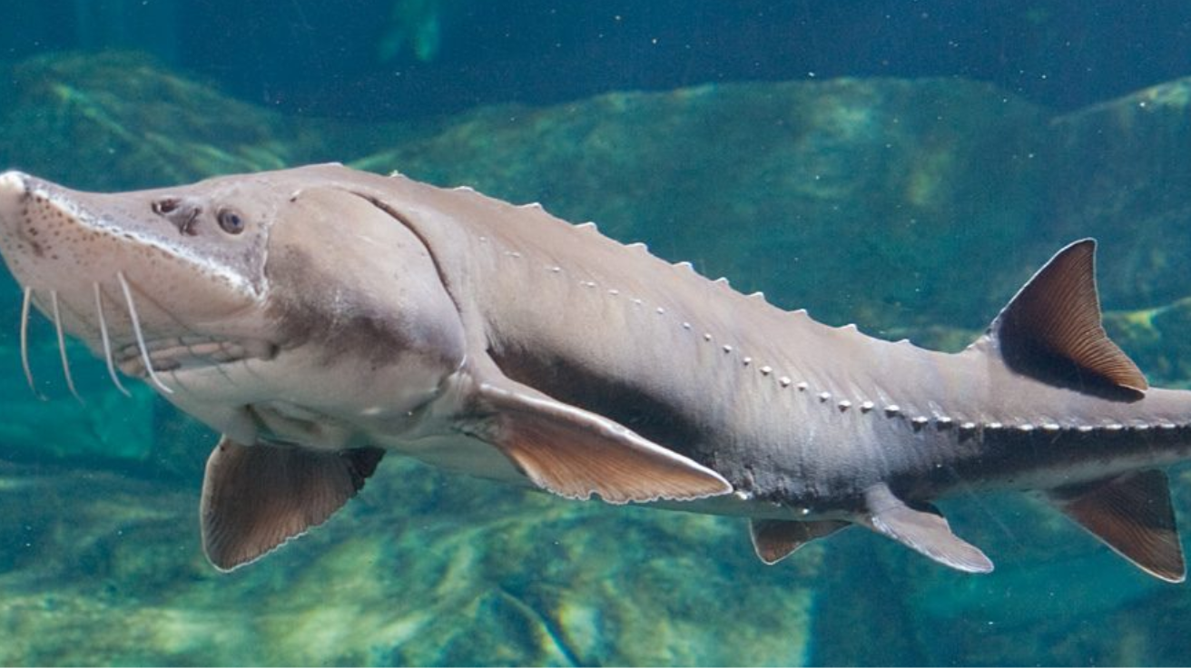 Lake_Sturgeon