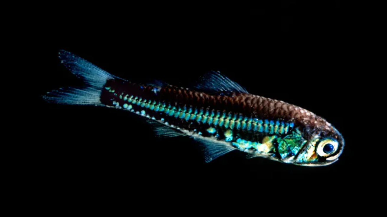 Lanternfish