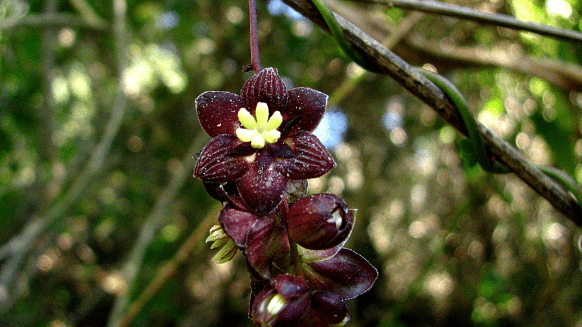 Lardizabala