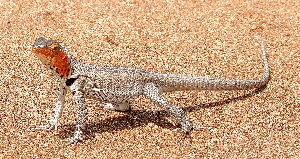 Lava_Lizard