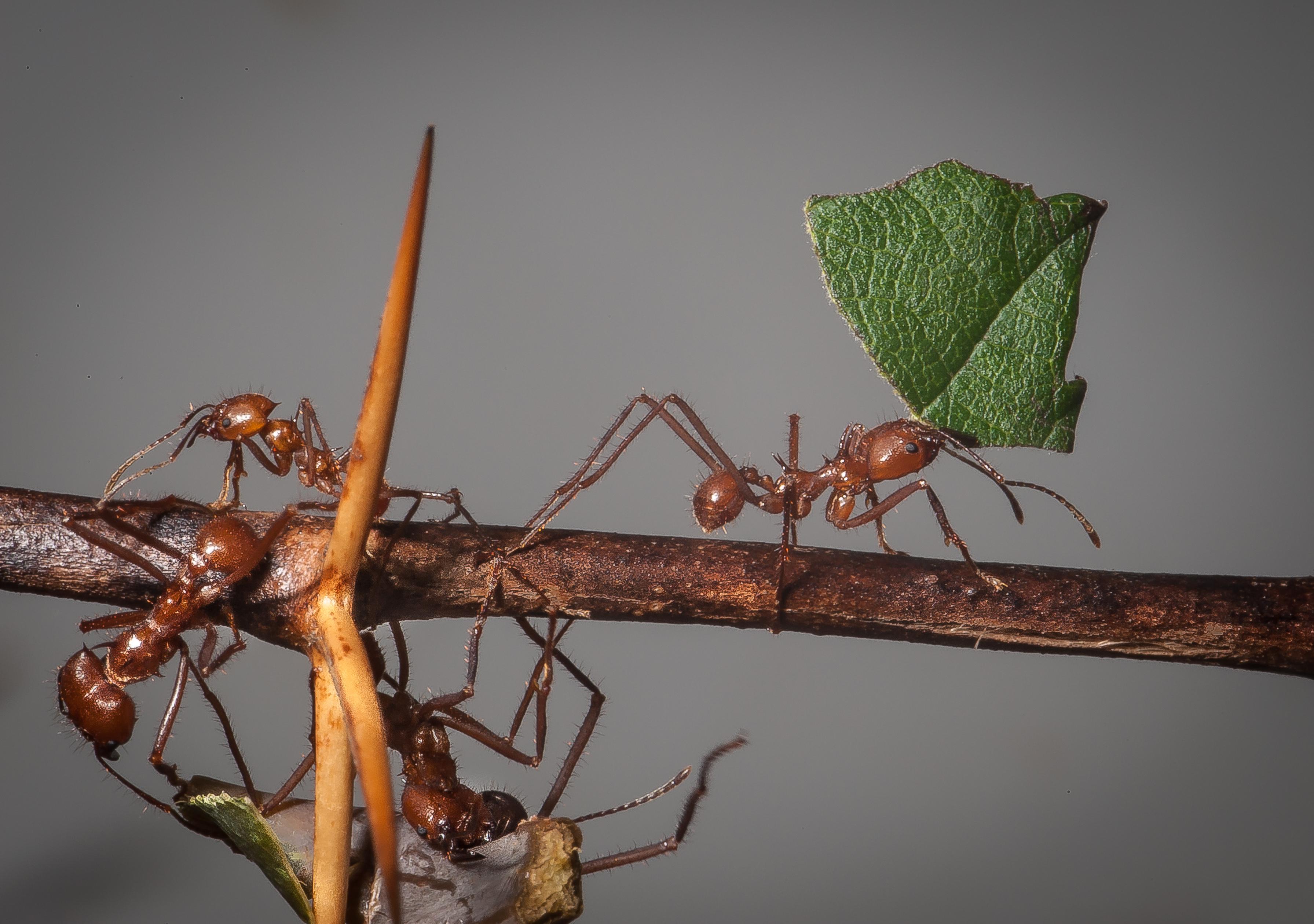 Leaf_Cutter_Ant