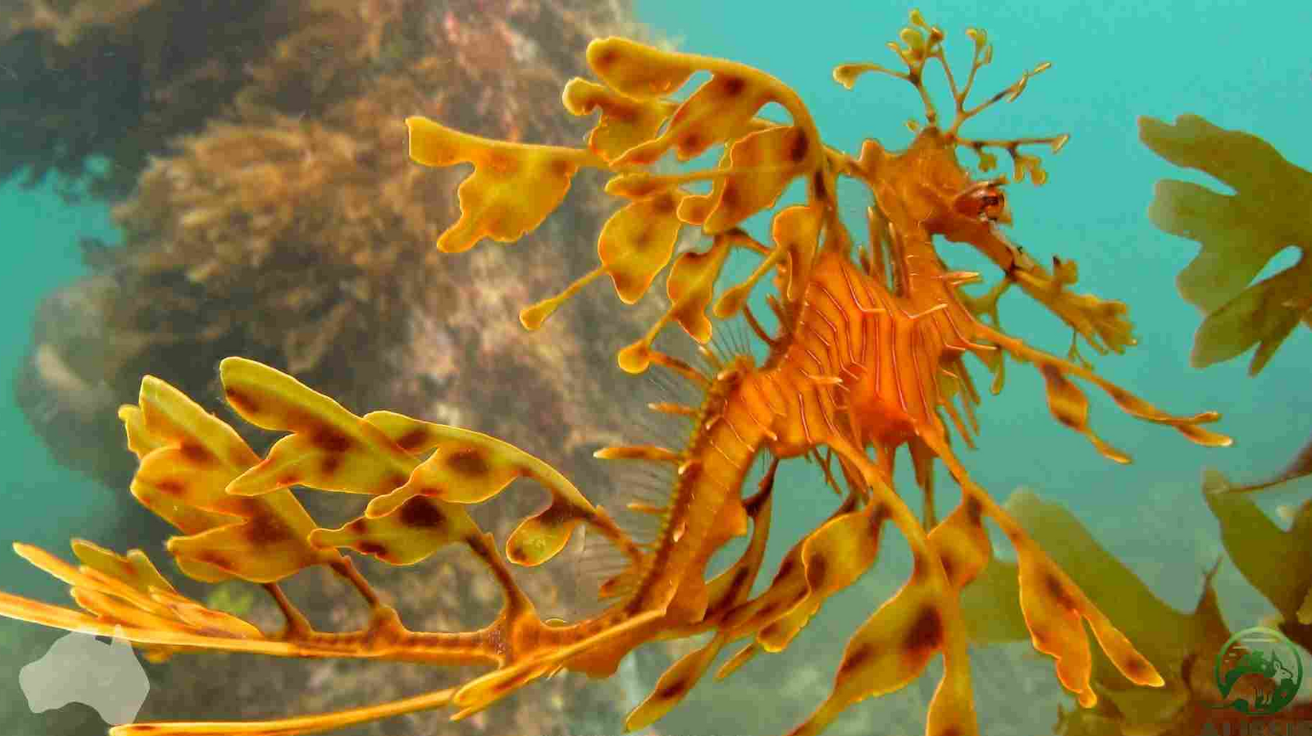 Leafy_Sea_Dragon