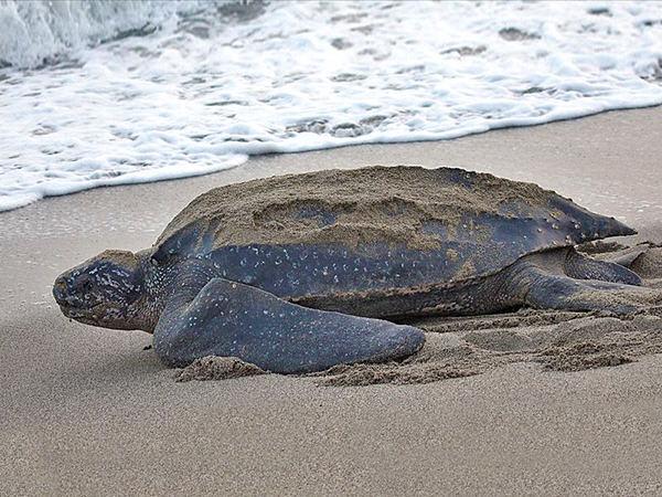 Leatherback_Sea_Turtle_Dermochelys_coriacea