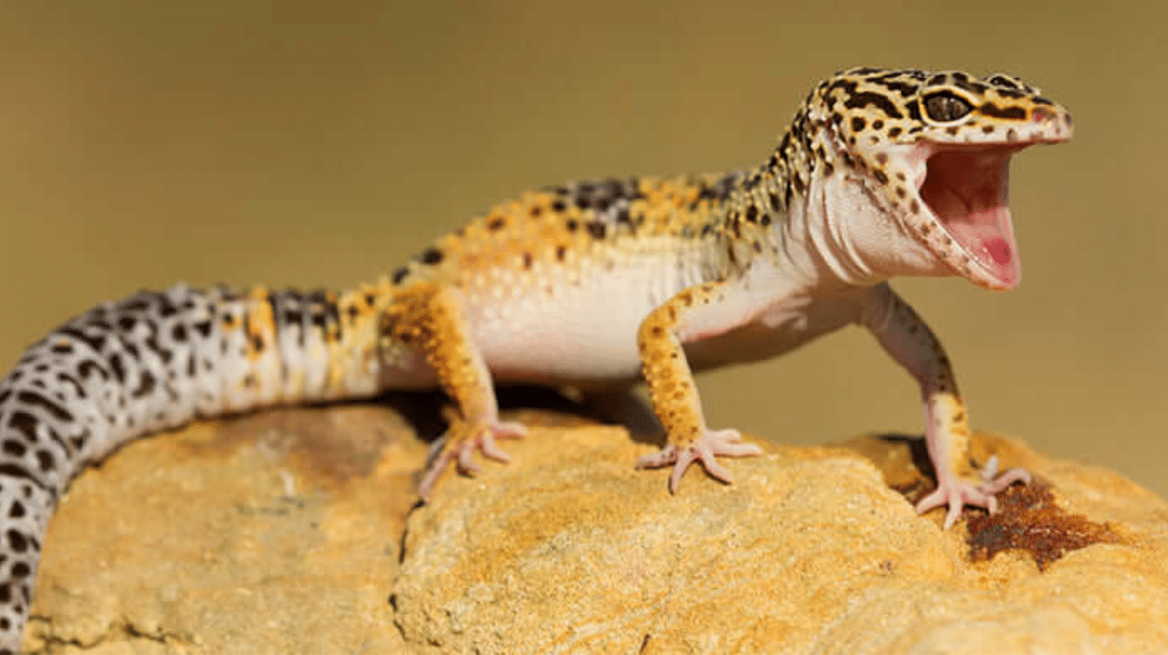 Leopard_Gecko