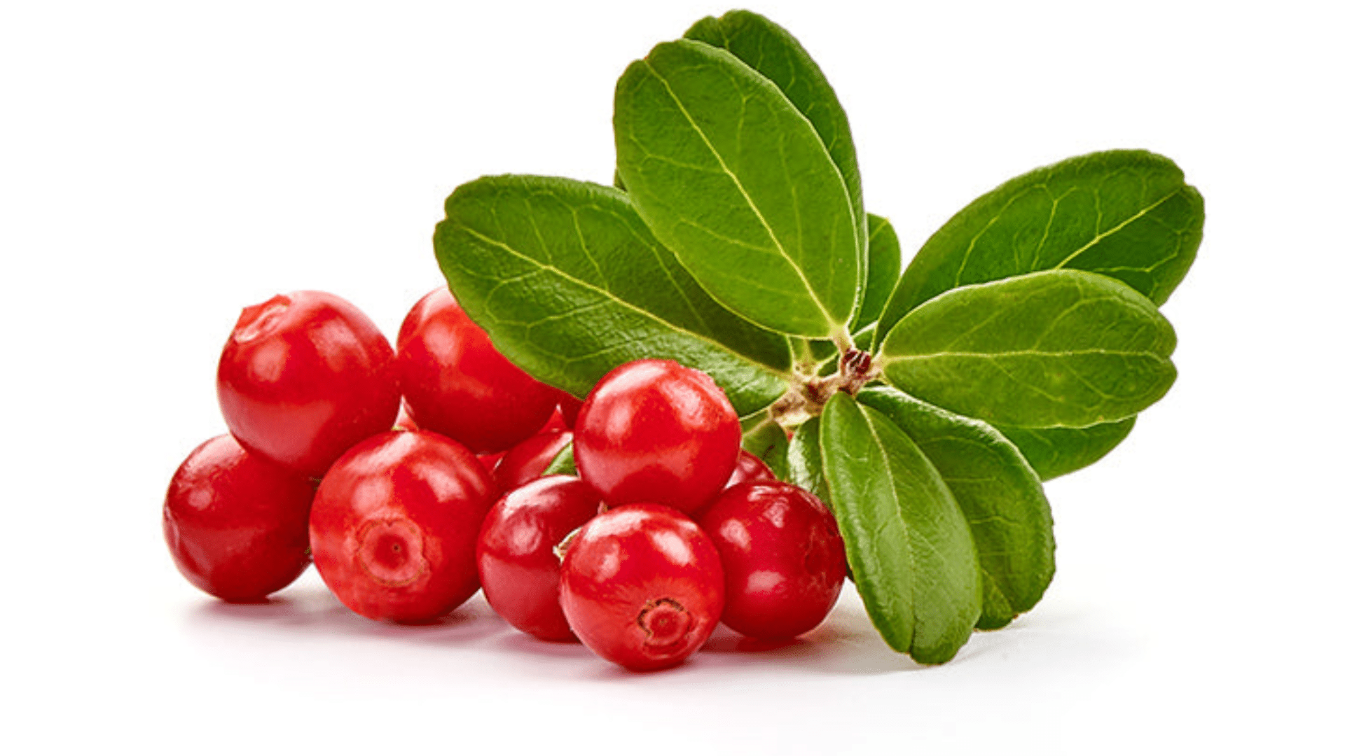 Lingonberry