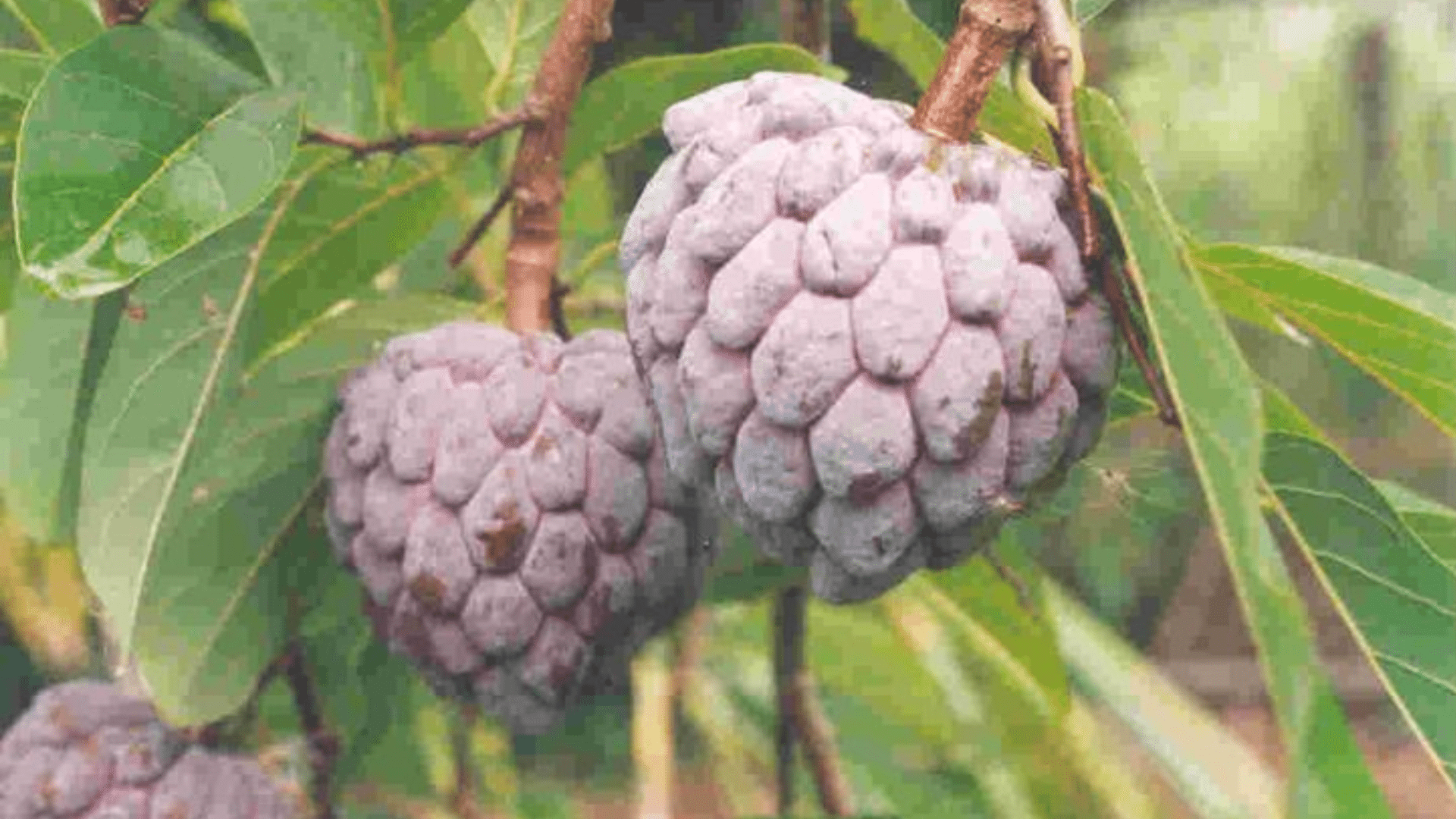 Llama_Fruit