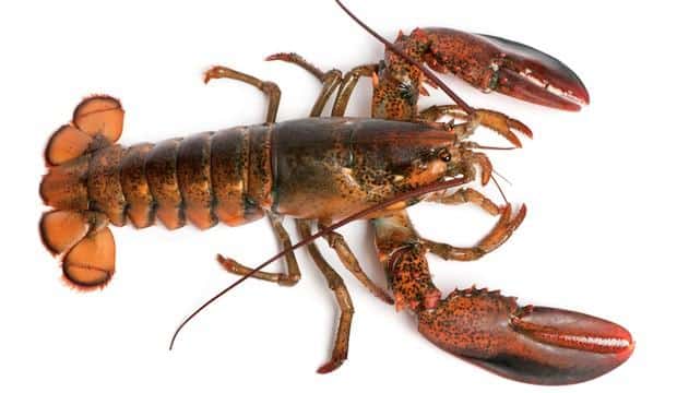 Lobsters_Homarus_americanus