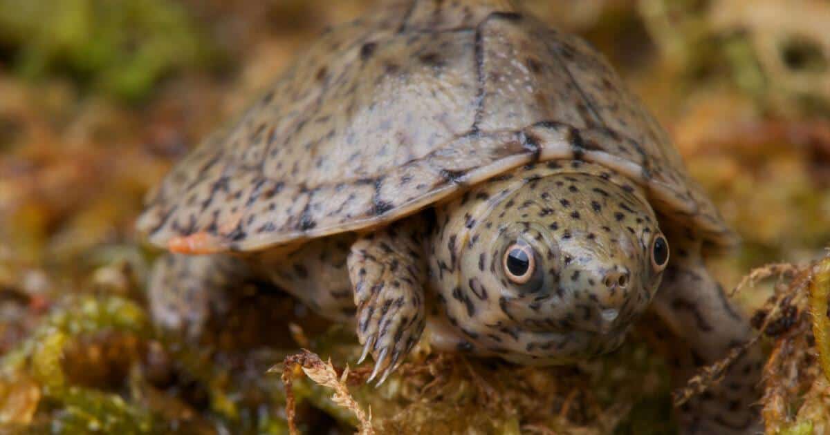 Loggerhead_Musk_Turtle