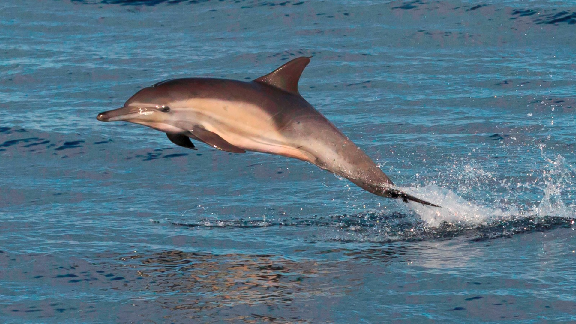 Long-Beaked_Common_Dolphin