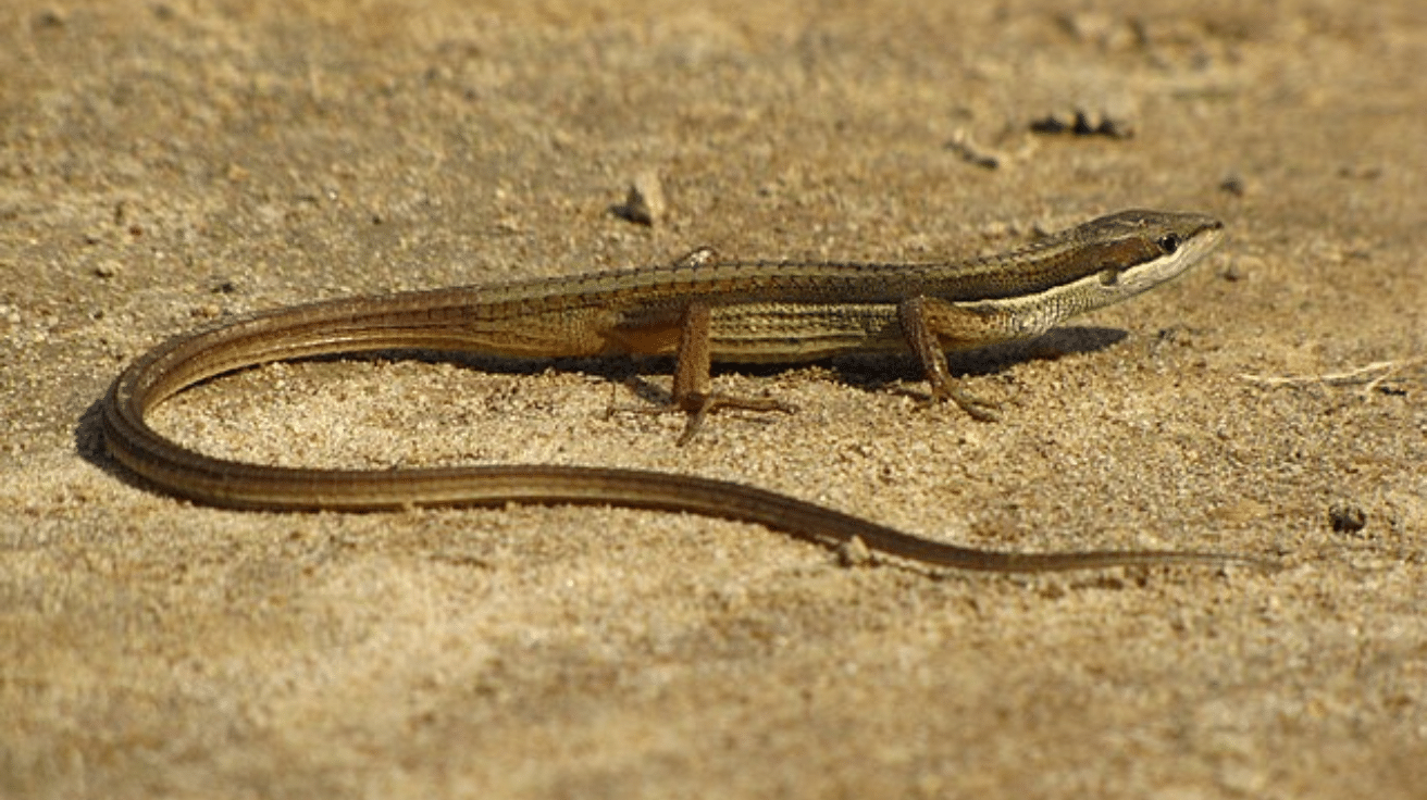 Long-Tailed_Lizard