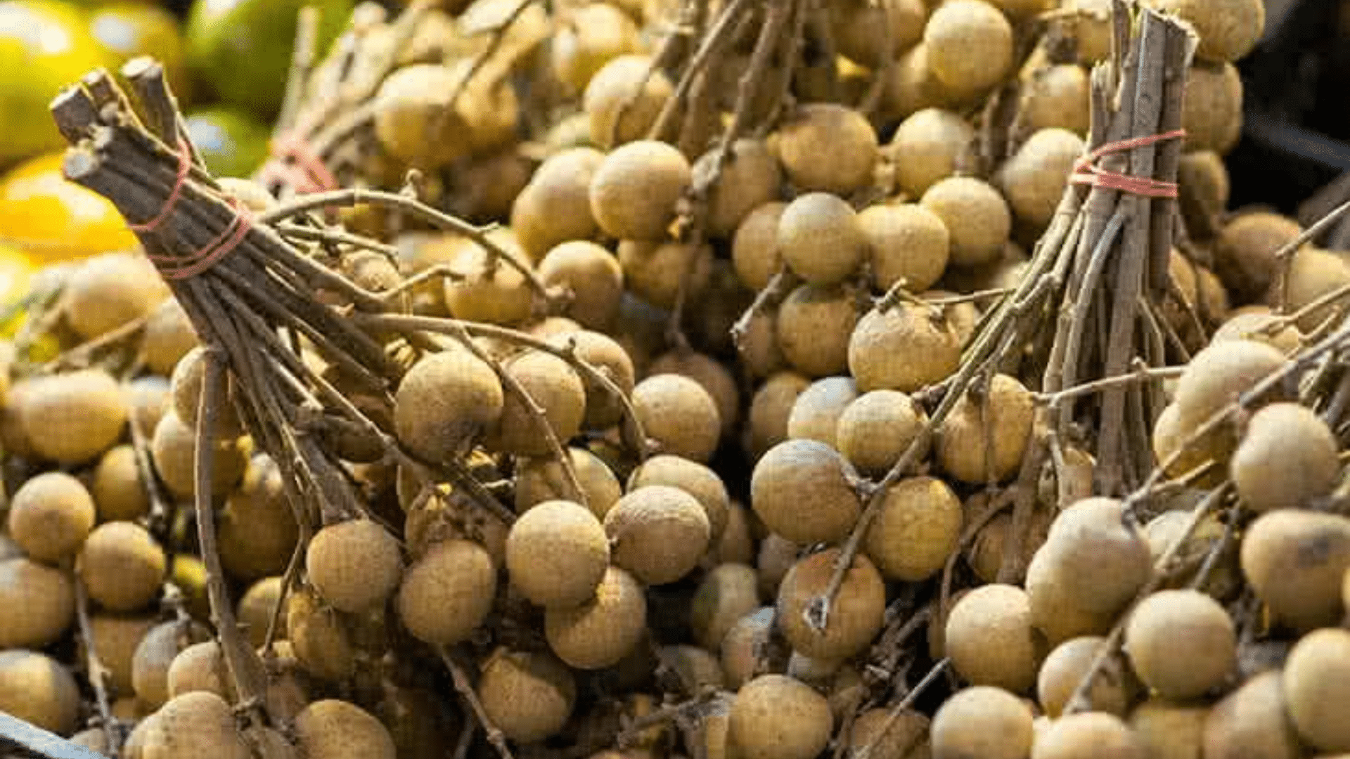 Longan