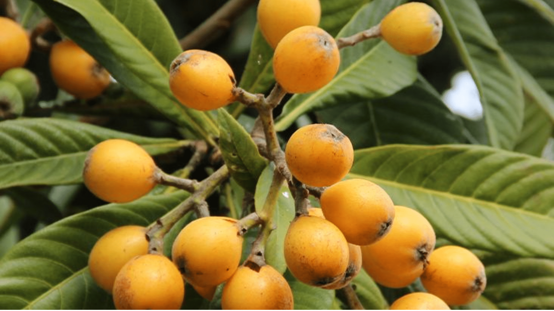 Loquat