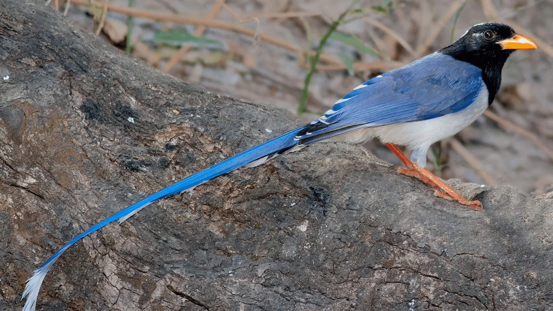 Magpie