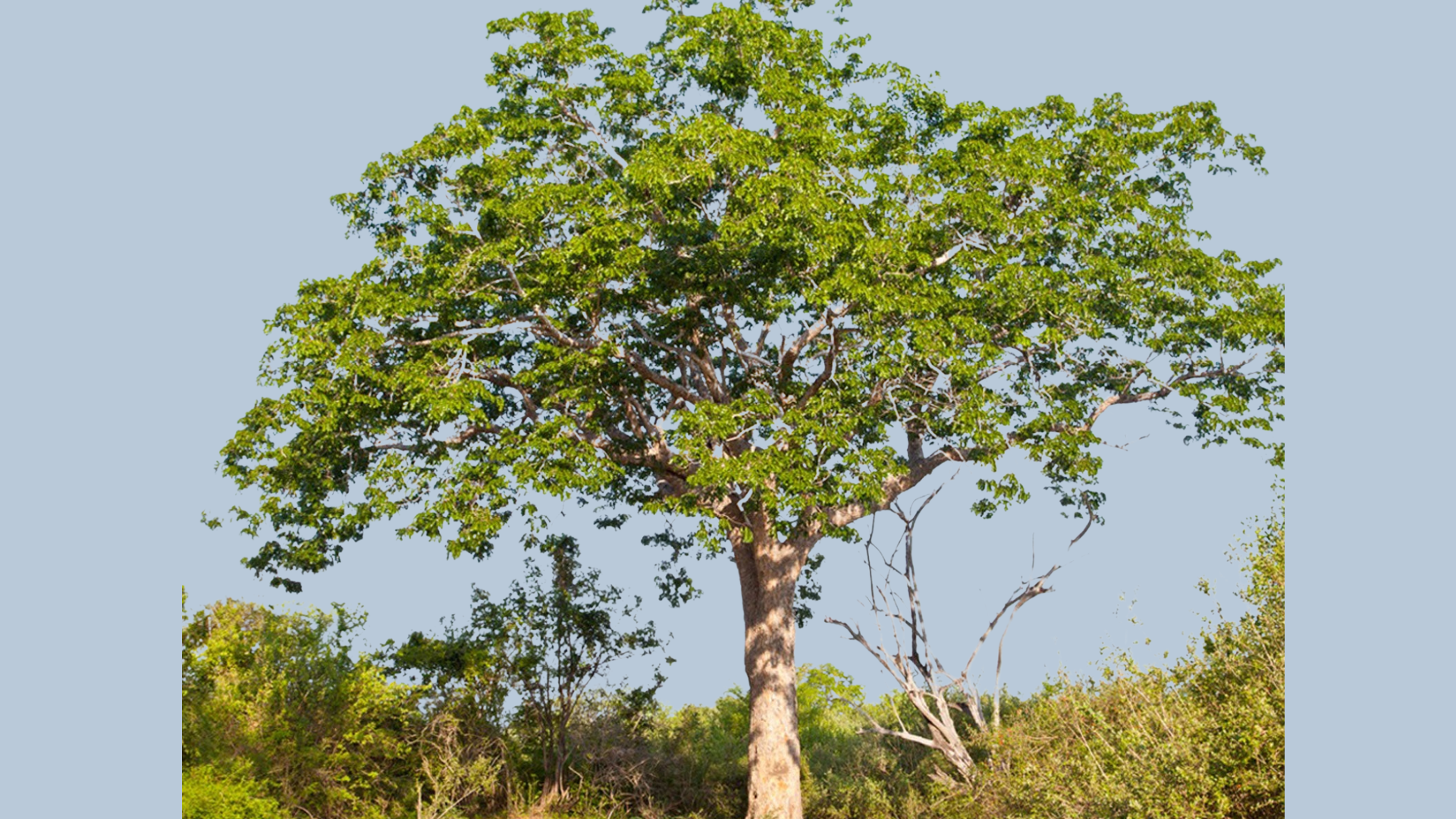 Mahogany_Tree