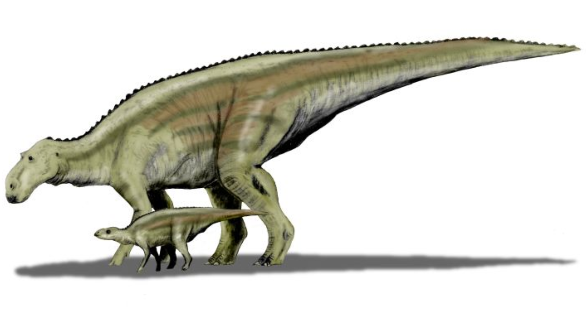 Maiasaura_Peeblesorum