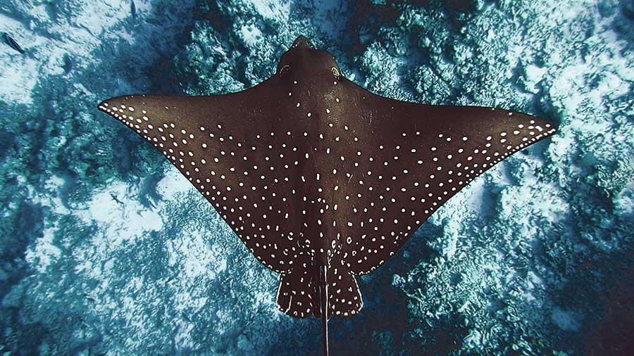 Manta_Ray