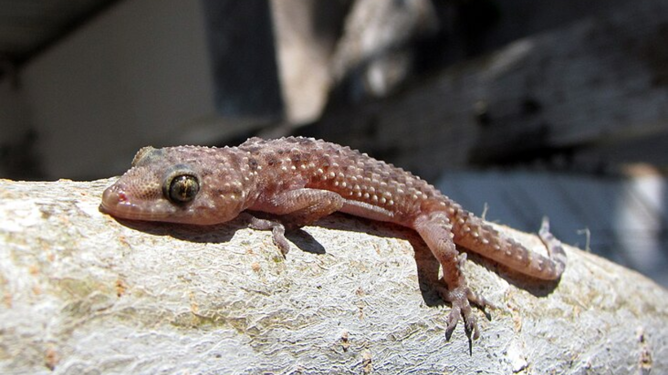 Mediterranean_House_Gecko